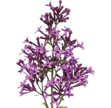 Detail fialových kvetov orgovánu