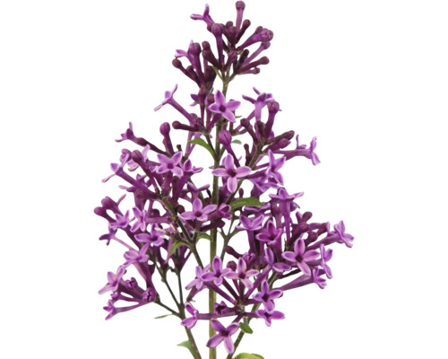 Detail fialových kvetov orgovánu