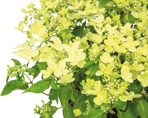 Metlinová hortenzia so zelenými listami a kvetmi
