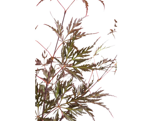 Javor s hnedými listami