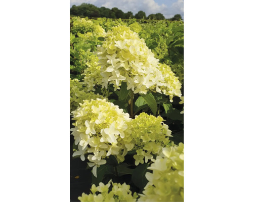 Hortenzia latnatá 'Skyfall' FloraSelf Hydrangea paniculata 'Skyfall' kvetináč 6 l Metlinová hortenzia v záhradnom záhone