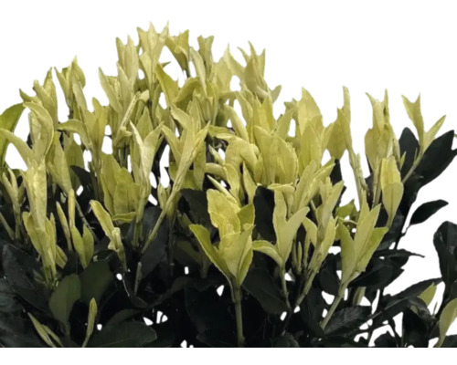 Stálezelený bršlen so žltozelenými listami.