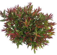Photinia s červenými a zelenými listami