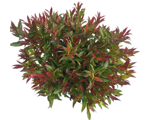 Photinia s červenými a zelenými listami