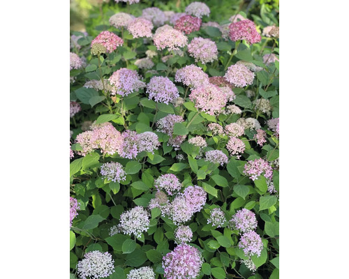 Hortenzia s ružovými kvetmi a zelenými listami