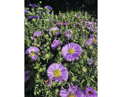 Detail fialových jesenných astier v záhradnom záhone