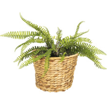 Umelý papraď v prútenom košíku