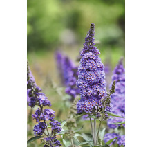 Detail fialového kvetu budleje Davidovej