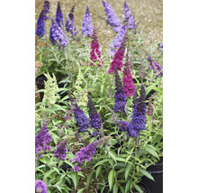 Buddleja Davidova Motýlí krík v rôznych farbách, v kvetináčoch