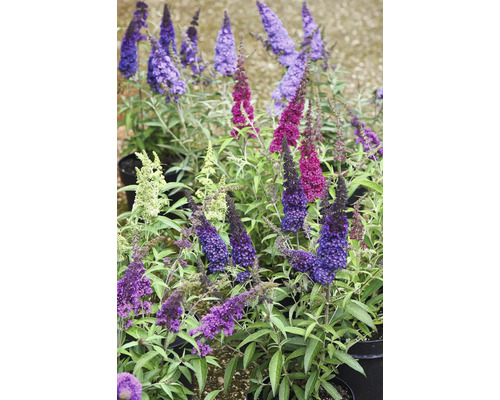 Buddleja Davidova Motýlí krík v rôznych farbách, v kvetináčoch