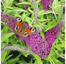 Motýľ babôčka pávooká na kvetoch budleje Davidovej