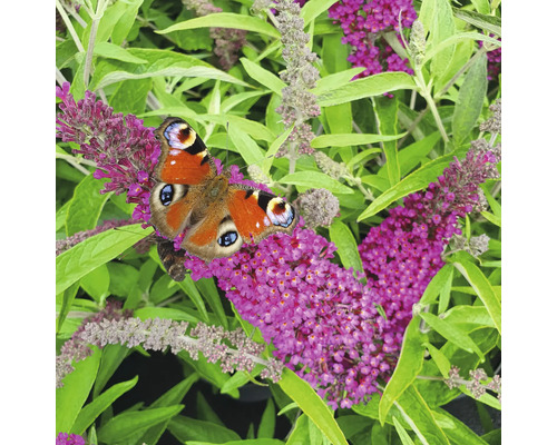 Motýľ babôčka pávooká na kvetoch budleje Davidovej