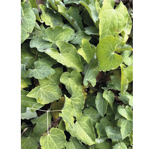 Detailný záber listov brečtanu