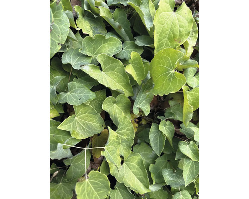 Detailný záber listov brečtanu