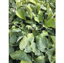 Detailný pohľad na škornice s listami v tvare srdca