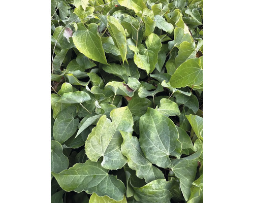 Detailný pohľad na škornice s listami v tvare srdca