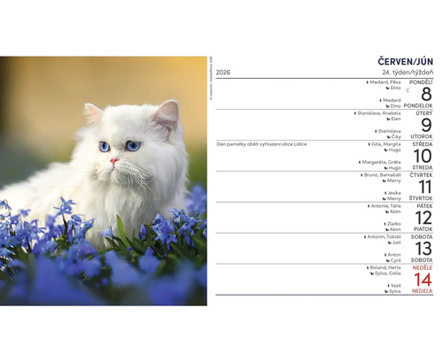 Nástenný kalendár s bielou mačkou medzi modrými kvetmi a mesačným prehľadom na jún 2026