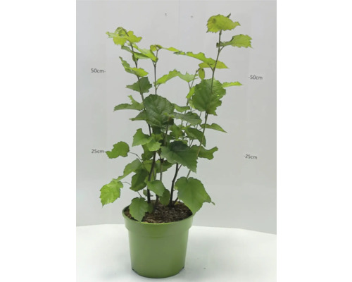 Lieska v kvetináči