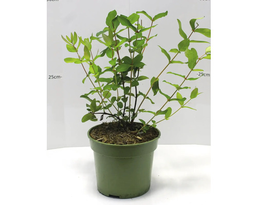 Zemolez rastlina v kvetináči