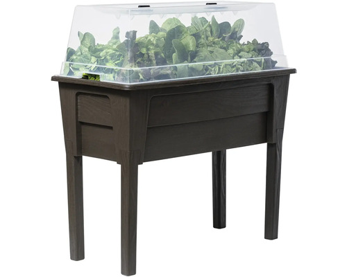 Vyvýšený záhon s priehľadným krytom a rastlinami šalátu