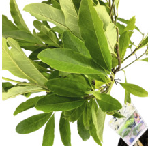 Rastlina magnólie so zelenými listami v kvetináči