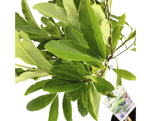 Rastlina magnólie so zelenými listami v kvetináči