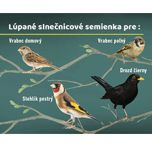 Ilustrácia rôznych druhov vtákov na vetvách