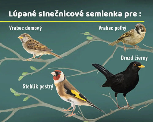 Ilustrácia rôznych druhov vtákov na vetvách