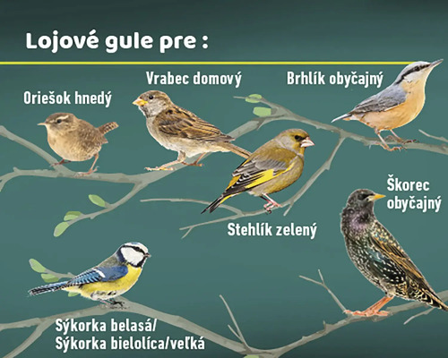 Ilustrácia rôznych druhov vtákov na konároch