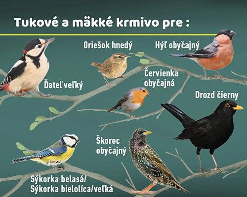 Ilustrácia rôznych druhov vtákov, ktoré jedia tukové a mäkké krmivo.