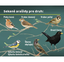Ilustrácia rôznych druhov vtákov jedia arašidy