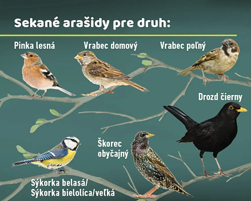 Ilustrácia rôznych druhov vtákov jedia arašidy