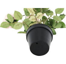 Ruža v čiernom kvetináči