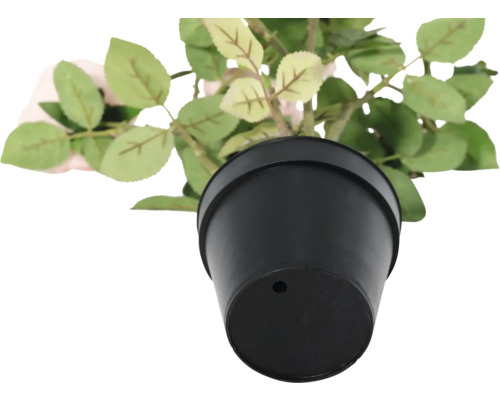 Ruža v čiernom kvetináči