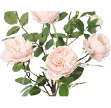 Kytica s jemnými ružovými kvetmi a zelenými listami