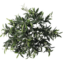 Pohľad zhora na korunu olivovníka s listami