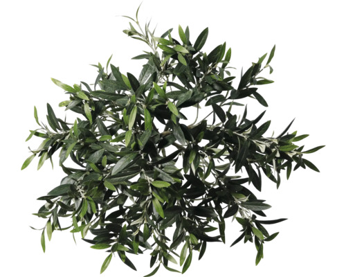 Pohľad zhora na korunu olivovníka s listami