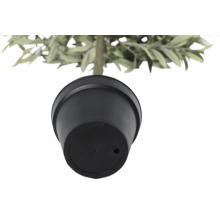 Pohľad zdola na kvetináč s rastlinou