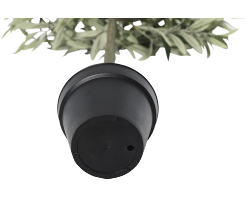 Pohľad zdola na kvetináč s rastlinou