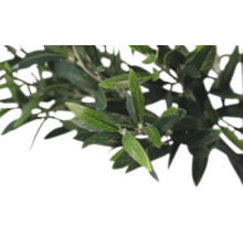 Olivová vetva s listami