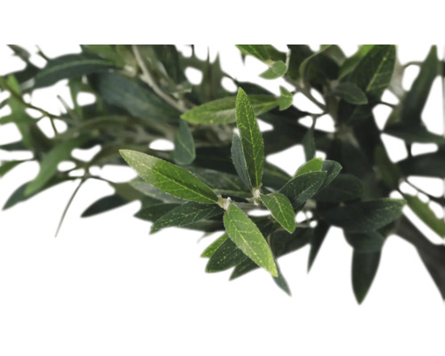 Olivová vetva s listami