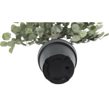 Pohľad zospodu na umelú rastlinu eukalyptu v kvetináči