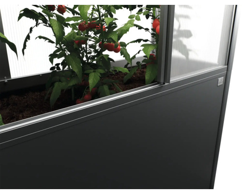 Vyvýšený záhon s rastlinou paradajky