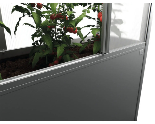 Vyvýšený záhon s rastlinami paradajok v skleníku