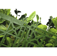 Detailný záber panelov z umelého buxusového živého plota spojených dohromady