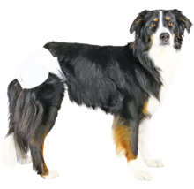 Pes s inkontinenčnou plienkou