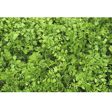 Detailný záber hustého, umelého rastlinného krytu pre vnútorné a vonkajšie použitie.