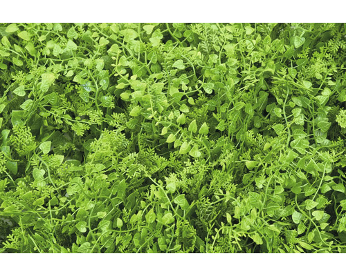 Detailný záber hustého, umelého rastlinného krytu pre vnútorné a vonkajšie použitie.