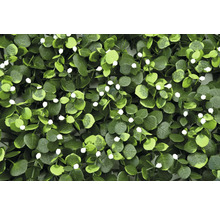 Umelá rastlinná stena s eukalyptom a bielymi kvetmi