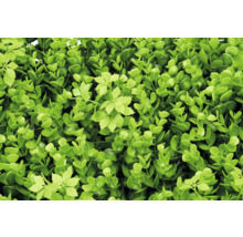 Umelý buxusový živý plot so zelenými listami